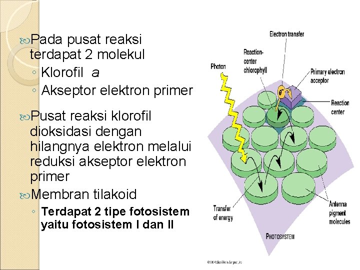  Pada pusat reaksi terdapat 2 molekul ◦ Klorofil a ◦ Akseptor elektron primer