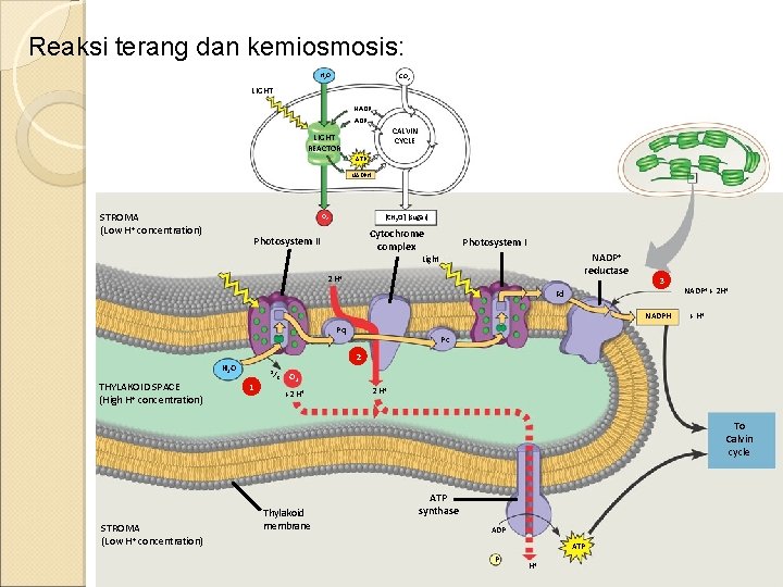 Reaksi terang dan kemiosmosis: H 2 O CO 2 LIGHT NADP+ ADP CALVIN CYCLE