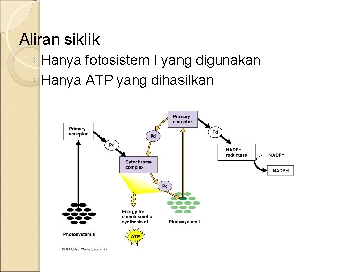Aliran siklik ◦ Hanya fotosistem I yang digunakan ◦ Hanya ATP yang dihasilkan 