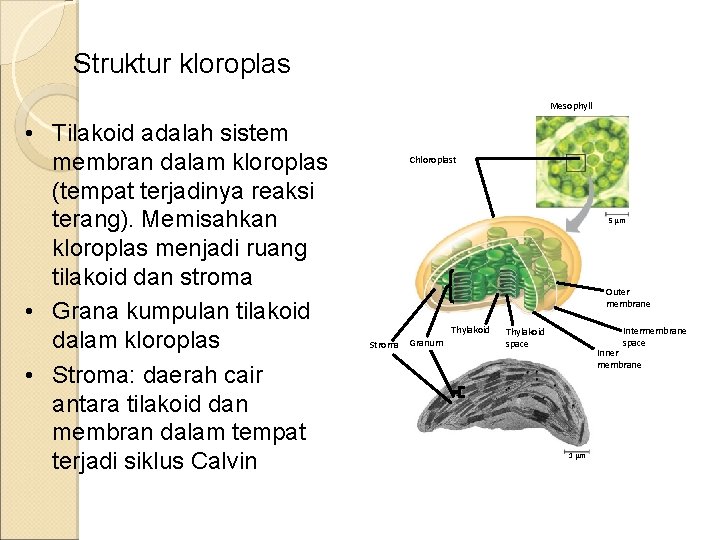 Struktur kloroplas Mesophyll • Tilakoid adalah sistem membran dalam kloroplas (tempat terjadinya reaksi terang).