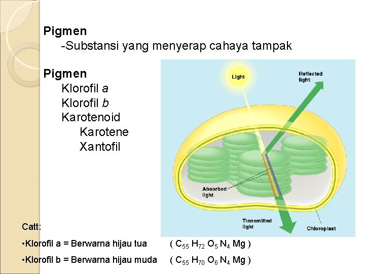 Pigmen -Substansi yang menyerap cahaya tampak Pigmen Klorofil a Klorofil b Karotenoid Karotene Xantofil