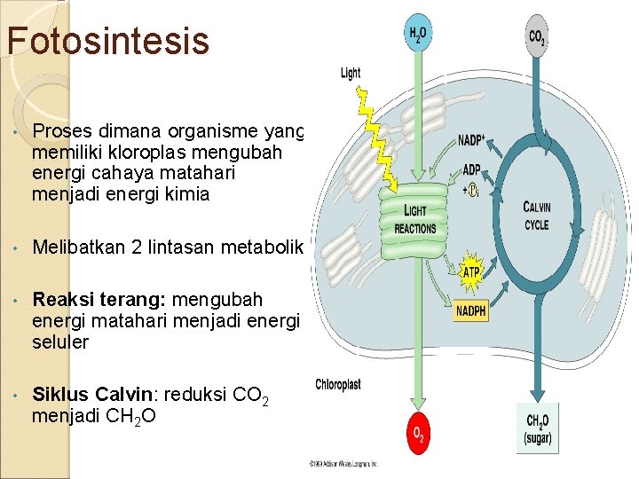 Fotosintesis • Proses dimana organisme yang memiliki kloroplas mengubah energi cahaya matahari menjadi energi