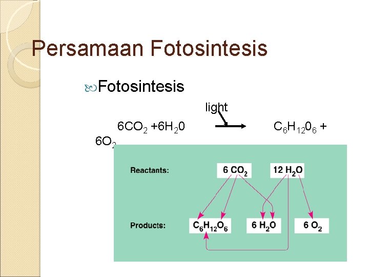 Persamaan Fotosintesis light 6 O 2 6 CO 2 +6 H 20 C 6