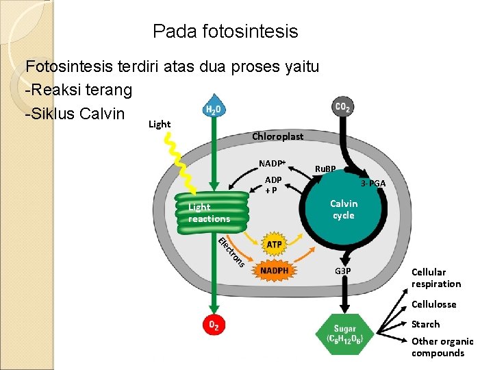 Pada fotosintesis Fotosintesis terdiri atas dua proses yaitu -Reaksi terang -Siklus Calvin Light Chloroplast