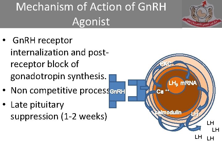 Mechanism of Action of Gn. RH Agonist • Gn. RH receptor internalization and postreceptor