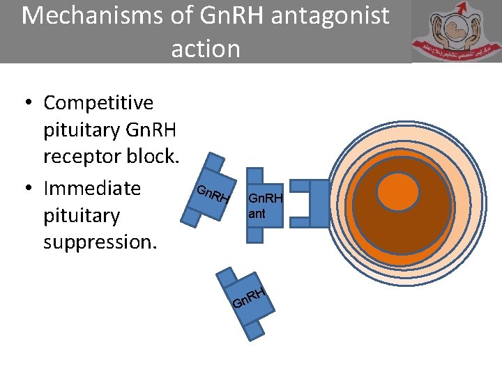 Mechanisms of Gn. RH antagonist action • Competitive pituitary Gn. RH receptor block. •