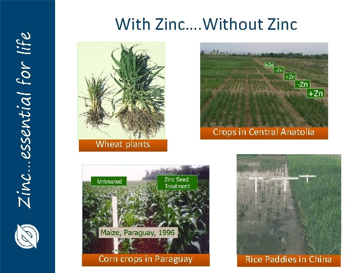 Zinc…essential for life With Zinc…. Without Zinc Wheat plants Corn crops in Paraguay Crops