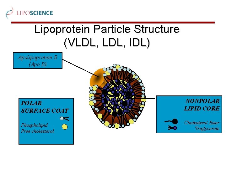 Lipoprotein Particle Structure (VLDL, IDL) Apolipoprotein B (Apo B) POLAR SURFACE COAT NONPOLAR LIPID