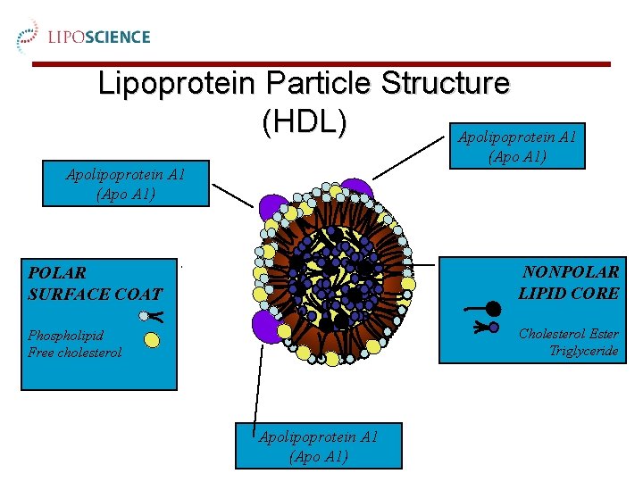 Lipoprotein Particle Structure (HDL) Apolipoprotein A 1 (Apo A 1) POLAR SURFACE COAT NONPOLAR