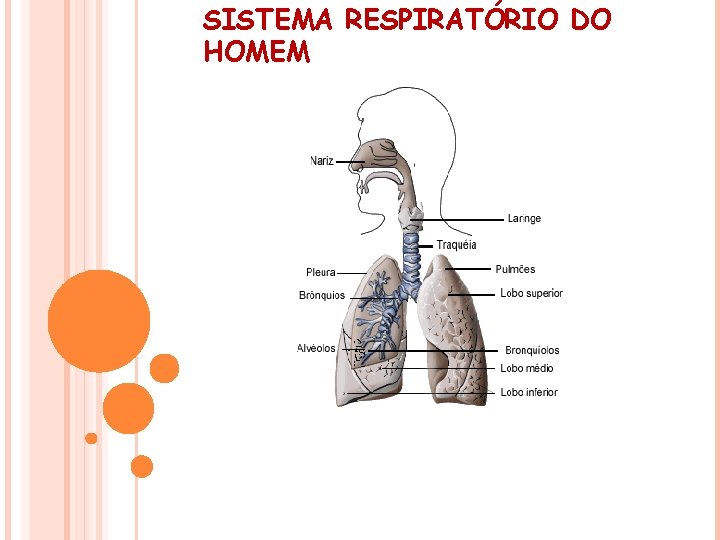 SISTEMA RESPIRATÓRIO DO HOMEM 