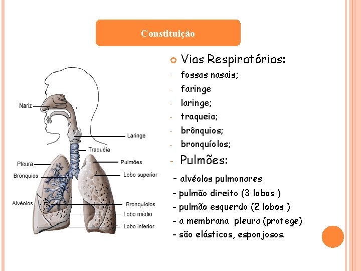 Constituição Vias Respiratórias: - fossas nasais; - faringe - laringe; - traqueia; - brônquios;