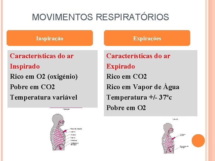 MOVIMENTOS RESPIRATÓRIOS Inspiração Características do ar Inspirado Rico em O 2 (oxigénio) Pobre em