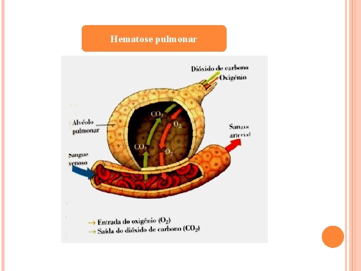 Hematose pulmonar 