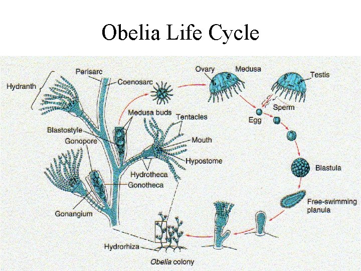 Obelia Life Cycle 