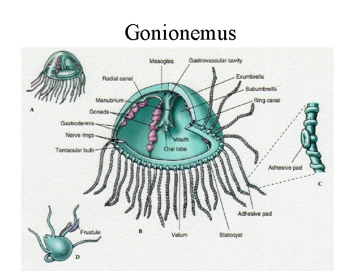 Gonionemus 