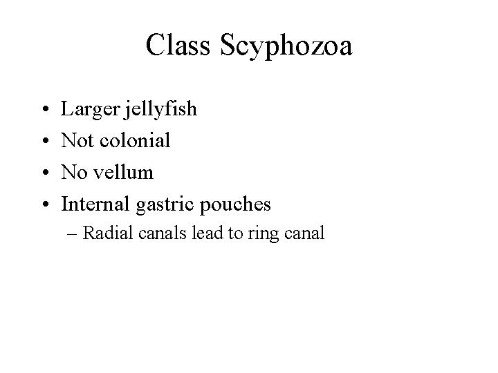 Class Scyphozoa • • Larger jellyfish Not colonial No vellum Internal gastric pouches –