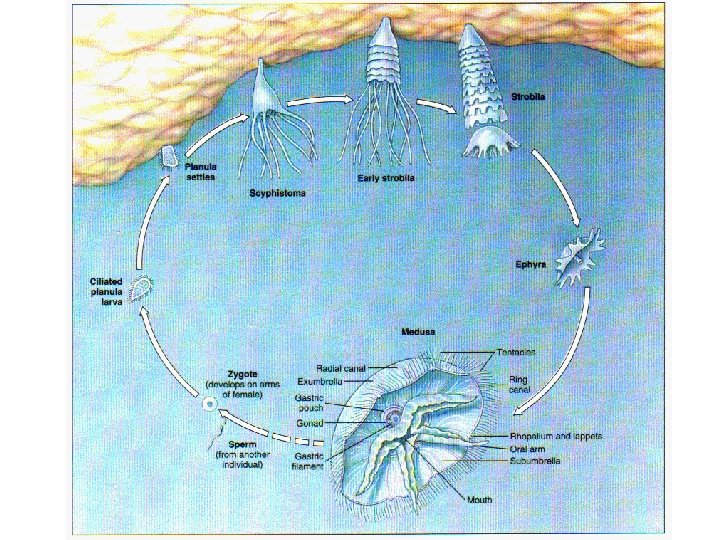 Aurelia Life Cycle 
