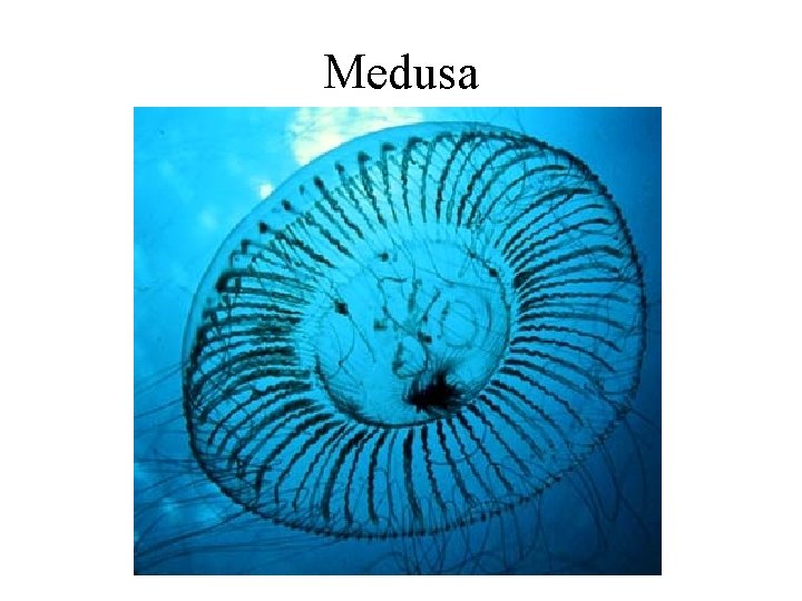 Medusa 