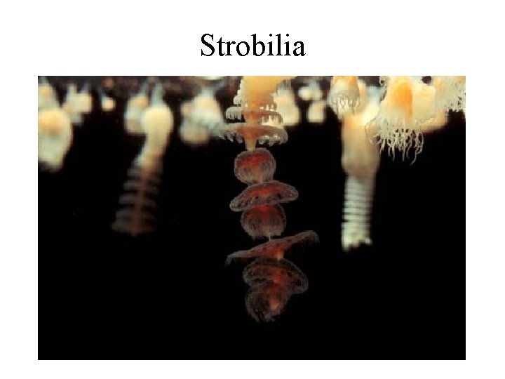 Strobilia 