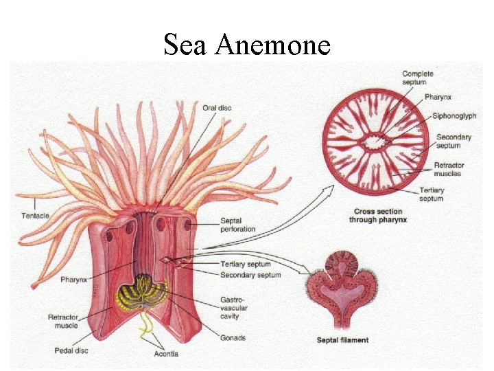 Sea Anemone 