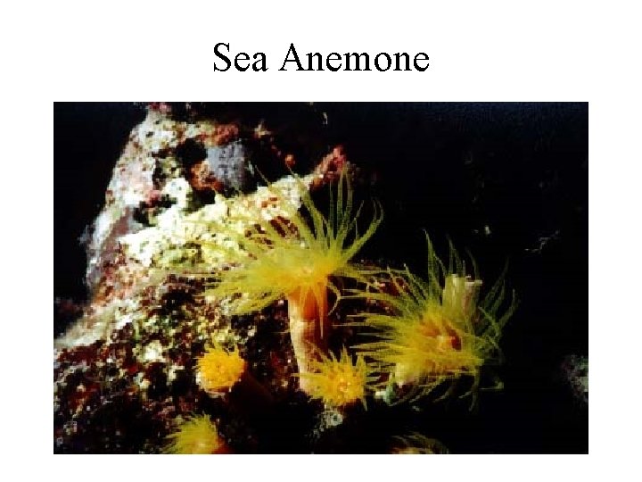 Sea Anemone 
