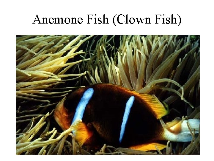 Anemone Fish (Clown Fish) 