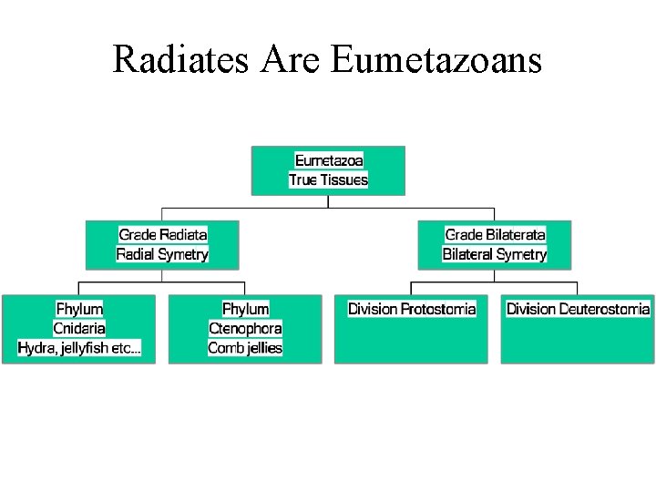 Radiates Are Eumetazoans 