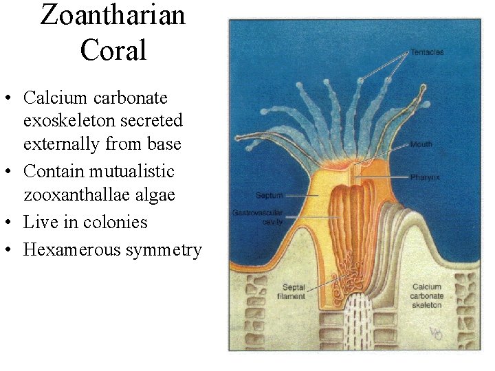 Zoantharian Coral • Calcium carbonate exoskeleton secreted externally from base • Contain mutualistic zooxanthallae