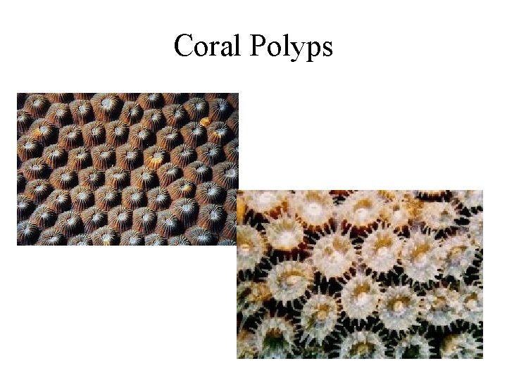 Coral Polyps 