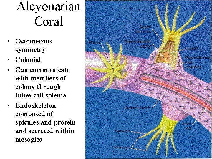 Alcyonarian Coral • Octomerous symmetry • Colonial • Can communicate with members of colony