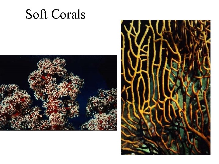 Soft Corals 