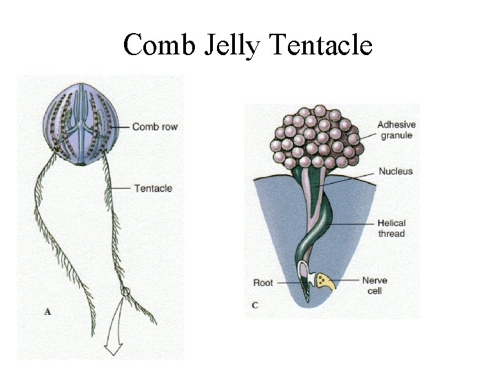 Comb Jelly Tentacle 