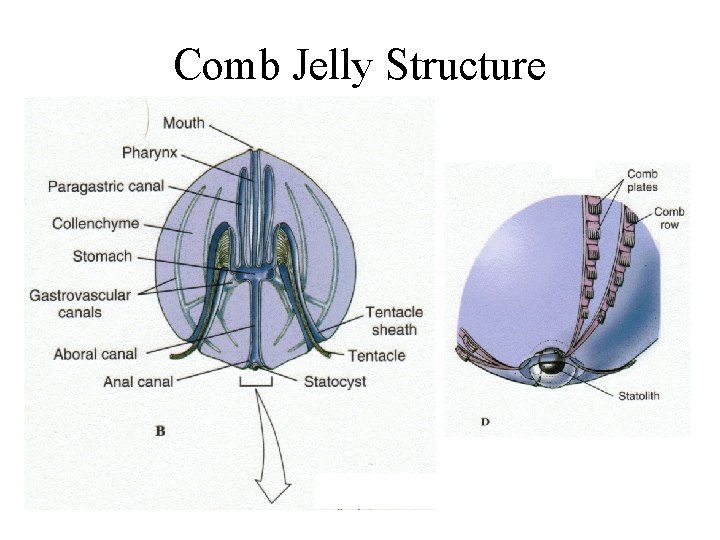 Comb Jelly Structure 