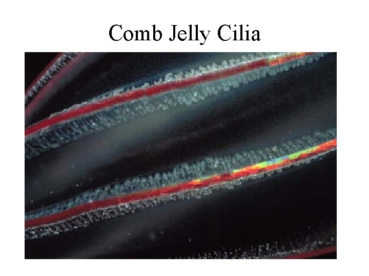 Comb Jelly Cilia 