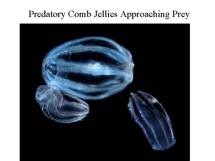 Predatory Comb Jellies Approaching Prey 
