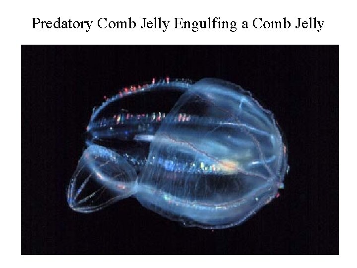 Predatory Comb Jelly Engulfing a Comb Jelly 