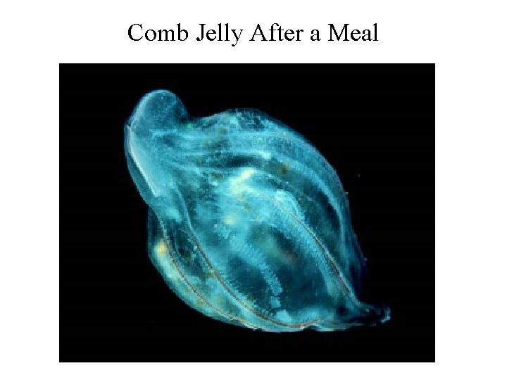 Comb Jelly After a Meal 