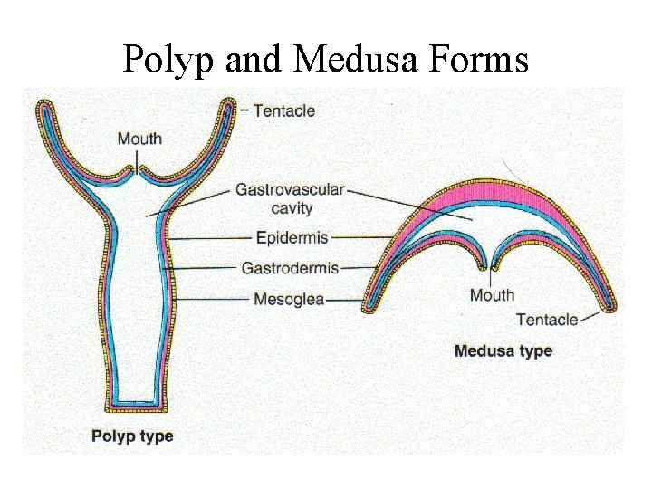 Polyp and Medusa Forms 