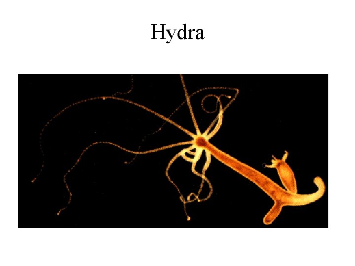 Hydra 
