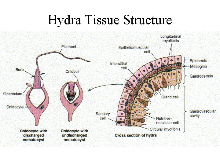 Hydra Tissue Structure 