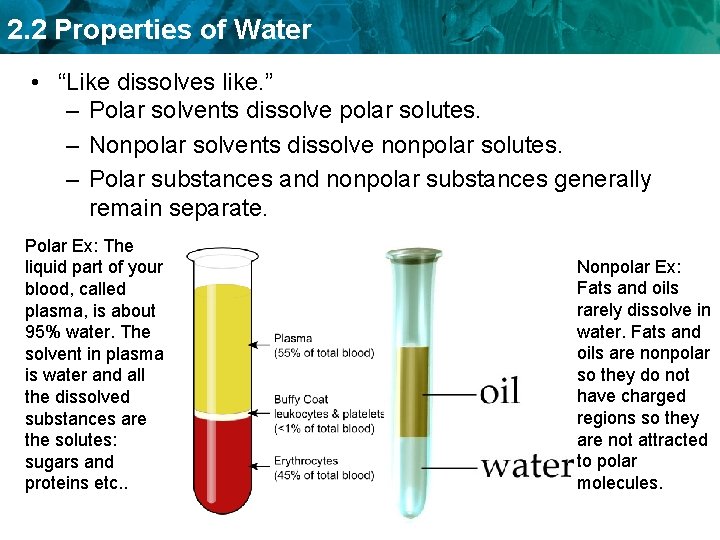 2. 2 Properties of Water • “Like dissolves like. ” – Polar solvents dissolve