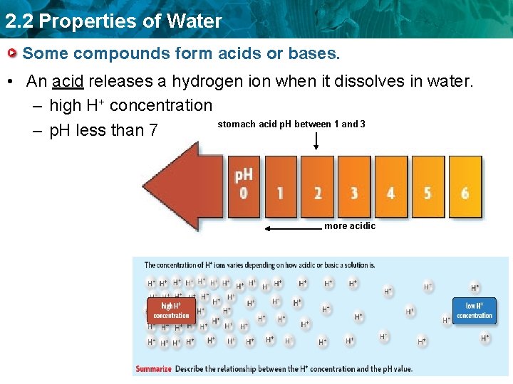 2. 2 Properties of Water Some compounds form acids or bases. • An acid