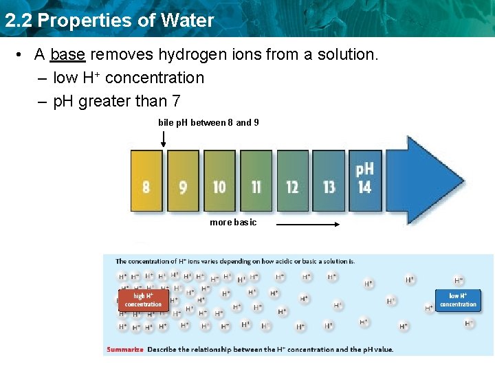 2. 2 Properties of Water • A base removes hydrogen ions from a solution.