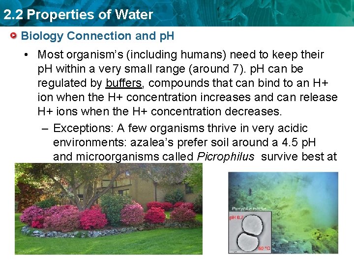2. 2 Properties of Water Biology Connection and p. H • Most organism’s (including
