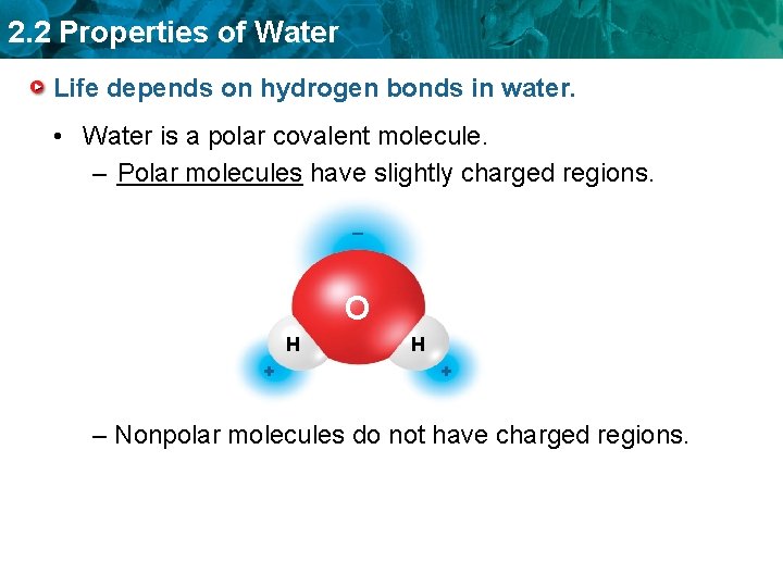 2. 2 Properties of Water Life depends on hydrogen bonds in water. • Water