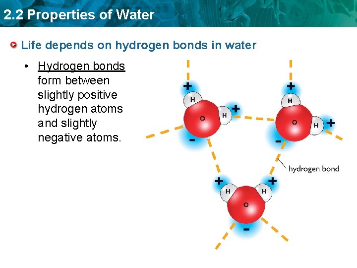 2. 2 Properties of Water Life depends on hydrogen bonds in water • Hydrogen