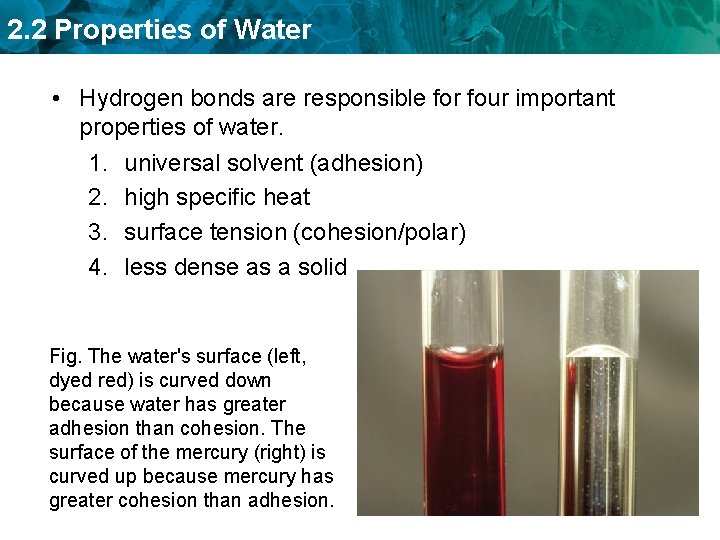 2. 2 Properties of Water • Hydrogen bonds are responsible for four important properties