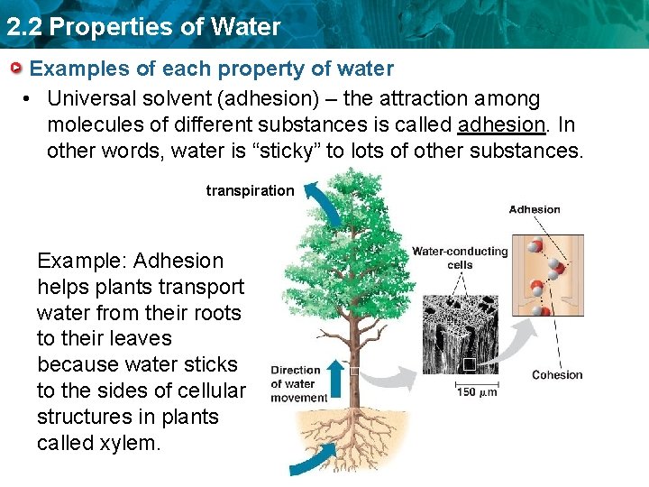 2. 2 Properties of Water Examples of each property of water • Universal solvent