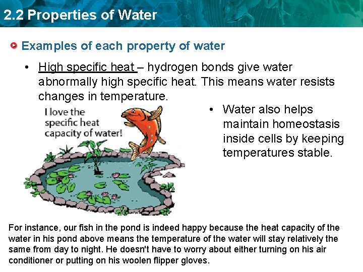 2. 2 Properties of Water Examples of each property of water • High specific