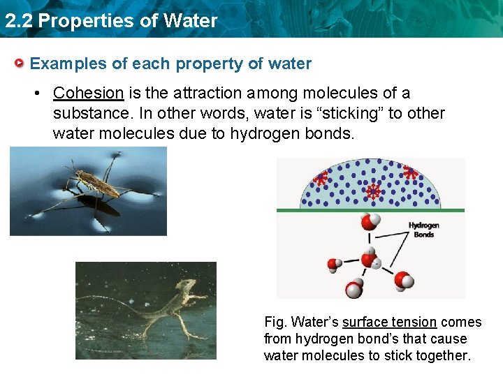 2. 2 Properties of Water Examples of each property of water • Cohesion is
